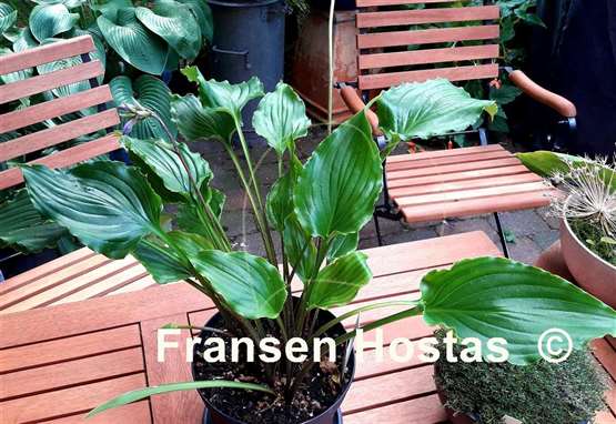 Hosta Plum Nutty